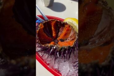 City & Food | Principality of Monaco | Oysters | Tuna