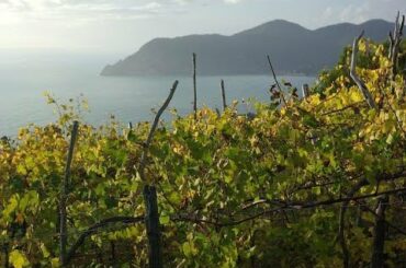 Visit to the vineyard and wine cellar of Luciano Capellini in the Cinque Terre