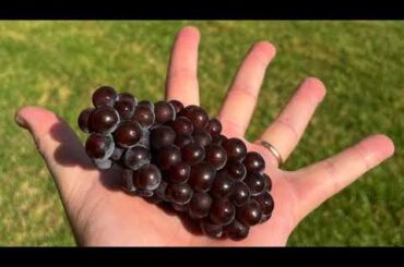 Grapes into wine: Making cool-climate Pinot Gris