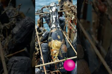 Wine Aged In The Ocean! Shipwreck Wine #wine #shorts