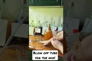 How the blow off tube works?! #fermentation #homemadewine #shorts