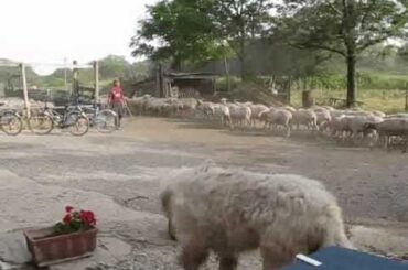 Travel Italy: Rome - Sheep herding and wine tasting at Azienda Agricola Caffarella