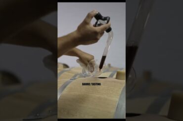 Winery tour in La Morra @Corino #shorts #barolo #wine