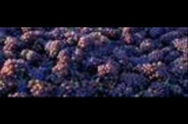 Wine Tours, Bed & Breakfast, Holiday In France 26