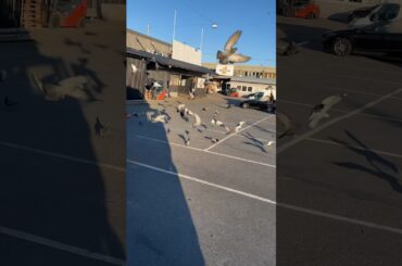 Happiness is in giving #shortsvideo #ytshorts #fyp #birds #eating #subscribe