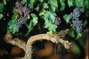 Wine Tours, Bed & Breakfast, Holiday In France 29