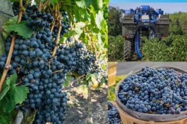 How to produce grapes | Life cycle of a vine Grape from Planting to Harvest Explained | Green Acres