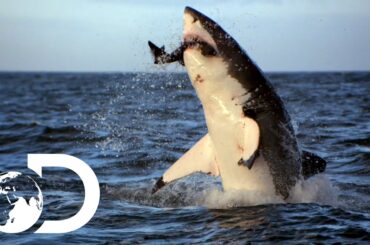 Incredible Footage of Sharks Leaping Out the Water
