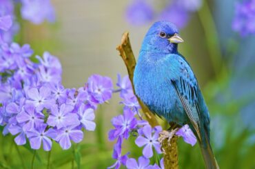 Beautiful Relaxing Peaceful Music, Calm Music 24/7, "Tropical Shores" By Tim Janis