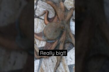 Octopus caught on a spinning in the MediterraneanSea from t shore. #fishing  #octopus #catchandcook