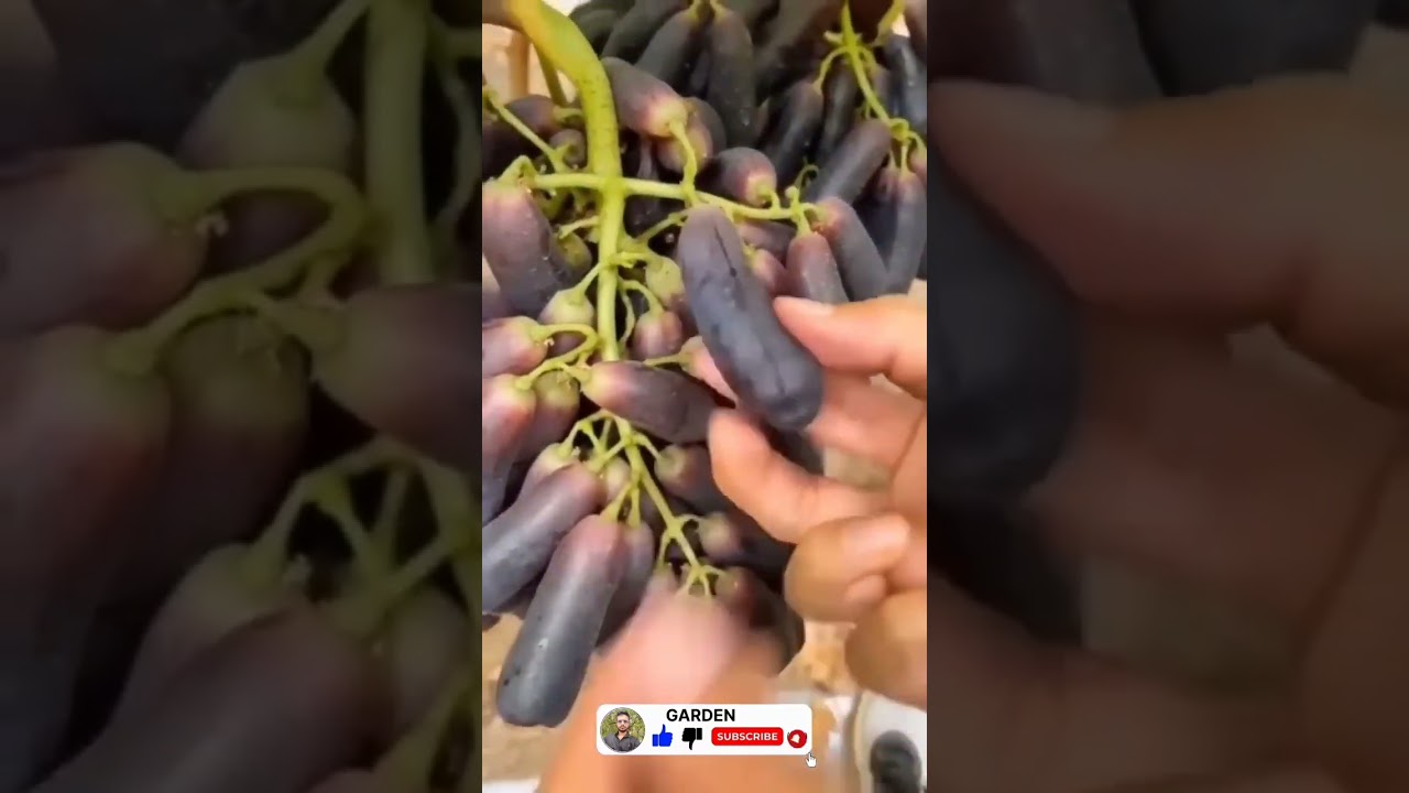 grapes grapes