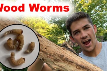 Wood Boring Beetles are Eating Your Home - Example