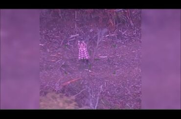 Lost woman survives on lollipops and wine in Australia