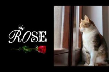 Nuova apertura B&B Rose Osimo