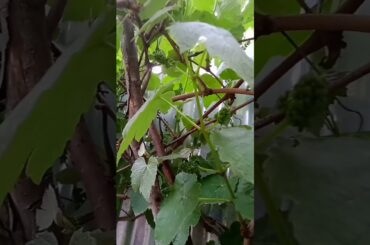 Grapes set 2023 #short #viral