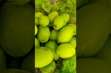 Kachha mango|| mango tree #shorts #video