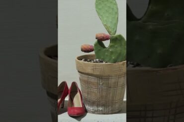 Discover POLIGNANO A MARE | Amazing Towns in Italy #travelshorts