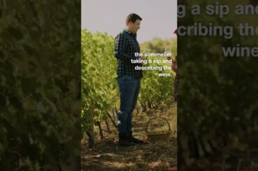 Wine tasting in the vineyards of Tuscany #adventuretravel #shorts #tuscany  #tuscanyvilla