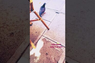 Funny pigeons in Italy eating pasta #funny #funnyvideo #animalfunny #birds
