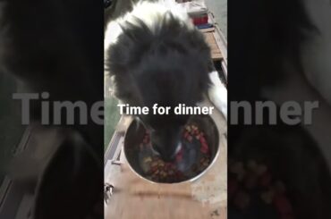 Bro is eating his food in Italy#short#shorts#cute dog