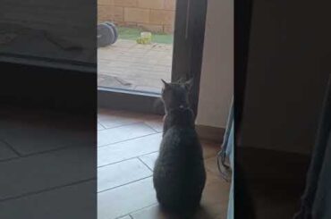 You Can't Get Enough Of This Italian Cat!