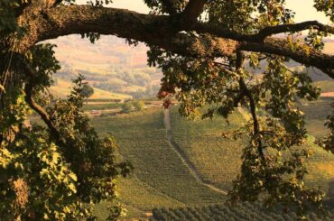 Discover the Wines Of Italy with Michael Fagan