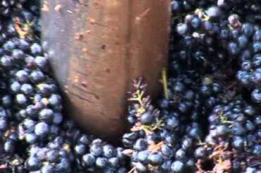 Italian Wine Cellar: Cantina Alta Padovana - www.cantinaaltapadovana.it