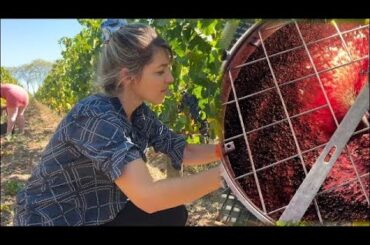 How Wine is Made in Bordeaux - Step by Step Explanation/Fun Documentary