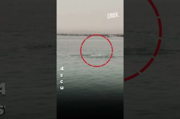 Russian Mauled By Shark At Egyptian Red Sea Resort As Onlookers Gasp In Horror