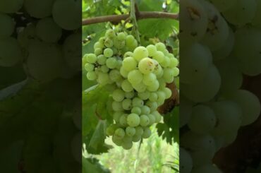 Grapes Farm at Okara #viral #youtubeshorts #village #fz_mir18 #faizanshahid18gd #grapes