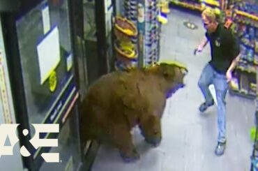 500-POUND Bear REPEATEDLY Steals Candy from Gas Station | Customer Wars | A&E