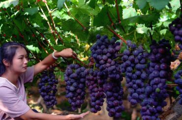 Making Wine From Grapes at Home!