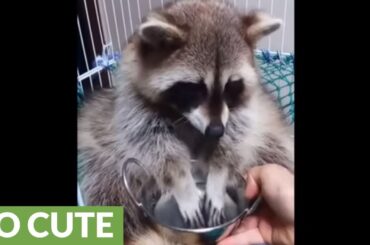Classy raccoon cleans food before eating it