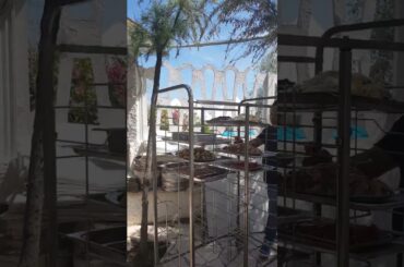 Simple decoration Italian food | Salman fish | tonno | 20230619