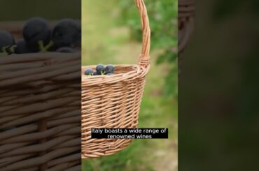 From Vineyards to Vino: Italy's Reign as the World's Largest Wine Producer