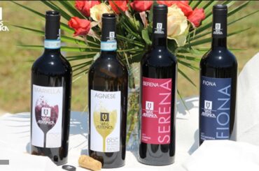 Italian Wine Vitis Aurunca Best Wine