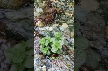 Water Mint (Mentha Aquatica)