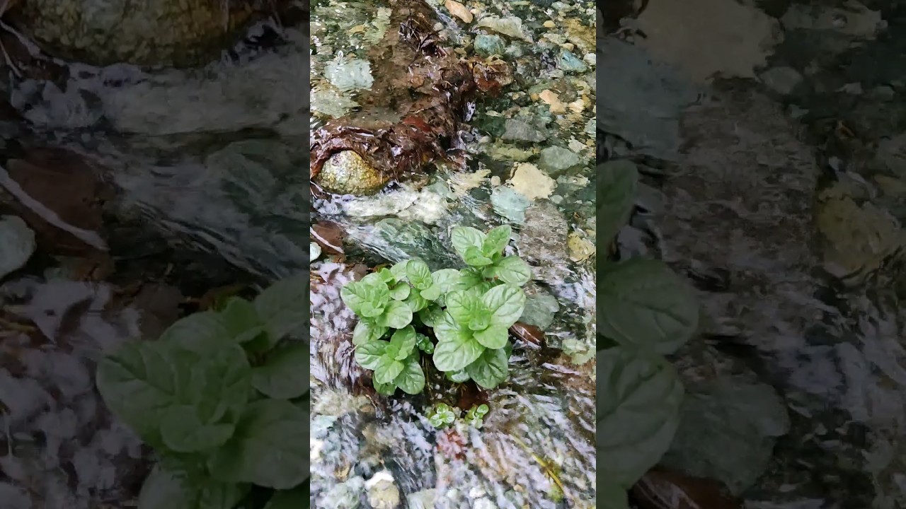 Water Mint (Mentha Aquatica) Water Mint (Mentha Aquatica)
