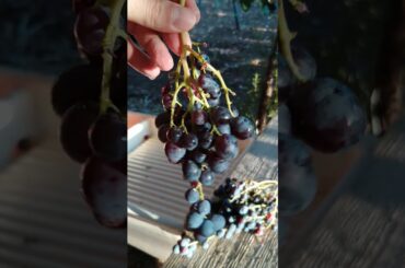 VERY TASTY NATURAL ITALIAN GRAPEFRUIT