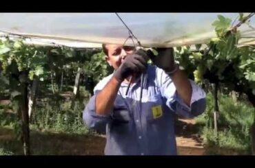 Foodimentary Series | Italian Table Grapes | Colonna Sagra dell'Uva Italia | Italy Food Roots