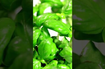 Unleashing the Power of Basil: The "King" of Herbs in Italian Cuisine | SGK English