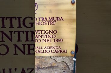 170+ yr old vineyard in a village in Umbria!