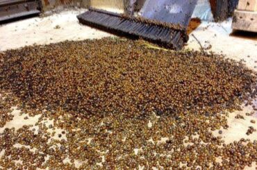 Worst Bug Infested Houses