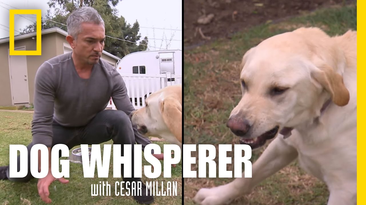 Showdown with Holly | Dog Whisperer Showdown with Holly | Dog Whisperer