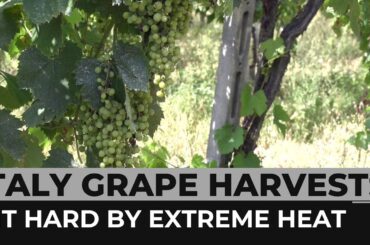 Italy drought: Grape harvests hit by extreme weather