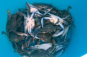Friend or Foe? Chefs cook blue crabs threatening Italy's marine ecosystem