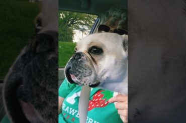 WE LOVE ITALIAN FOOD #shorts #short #video #viral #eats #fyp #foodie #musicianlife  #cheflife #love