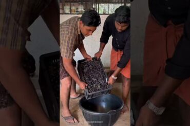20kg Red Grape Wine | Grape Wine Making | #shorts #youtubeshorts