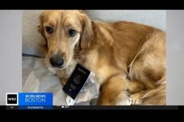 Dog eats groom's passport week before wedding in Italy