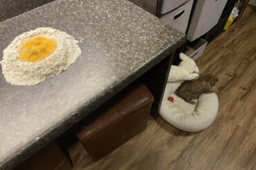 Making pasta with the new pup, Tao!